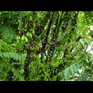 Üppig bewachsene Bäume mitten in der Stadt